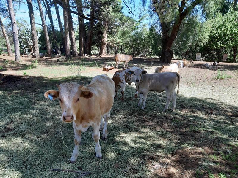 Cattle grazing in the shade of tall trees on the farm