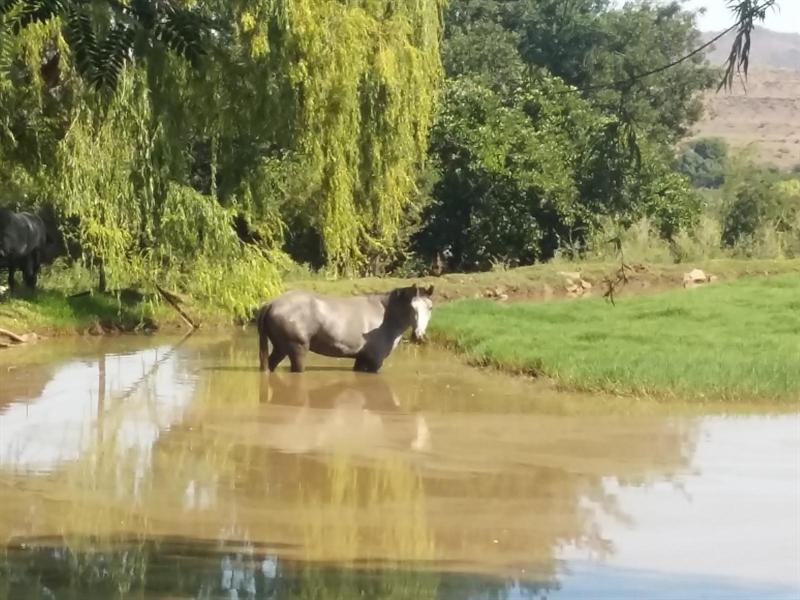 A horse standing in the shallows of the river beneath willow trees