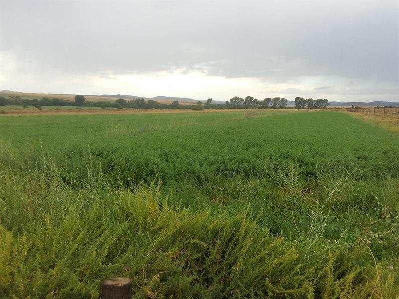 A green lucerne field stretching towards low hills under a grey sky